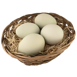 新鮮こだわり卵：希少鶏 アローカナたまご