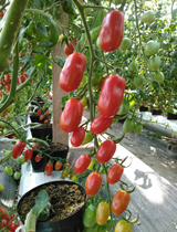 ミニトマト・フラガール栽培風景