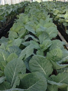 新鮮野菜 ケール 新鮮でおいしいサラダ野菜 イタリア野菜 アジア野菜などの業務用野菜を飲食店 惣菜工場等に産地直送で販売するfresh Vegetables Direct